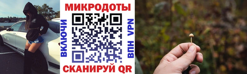 купить   Могоча  Галлюциногенные грибы Psilocybe 